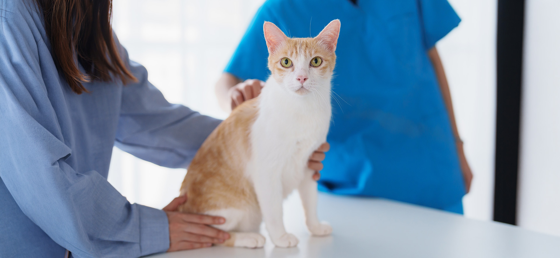 síntomas de gingivitis en gatos